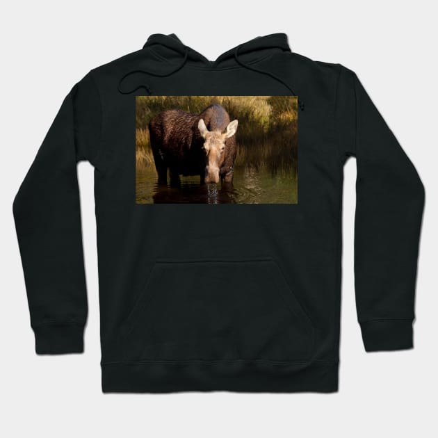 Moose - Algonquin Park, Canada Hoodie by Jim Cumming